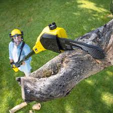 Trusted Oneonta, NY Tree Removal and Landscaping Services Experts